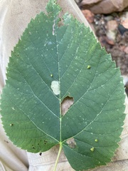 Phytoptus