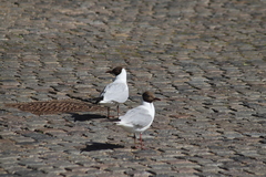 Chroicocephalus ridibundus