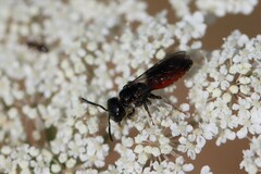 Sphecodes albilabris