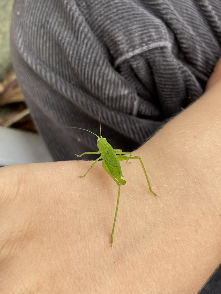Mediterranean Katydid From Chabot Elementary School Oakland CA US On mediterranean-katydid-from-chabot-elementary-school-oakland-ca-us-on