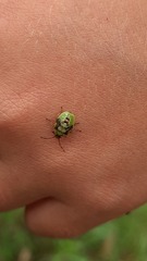 Elasmostethus interstinctus