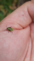 Elasmostethus interstinctus