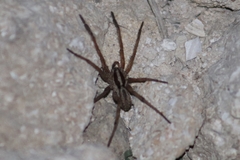 Alopecosa mariae
