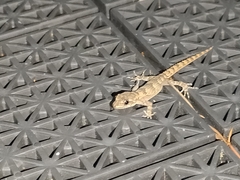 Mediodactylus danilewskii