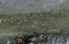 Gryllotalpa orientalis