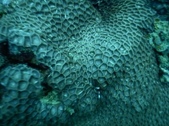 Paramontastraea peresi