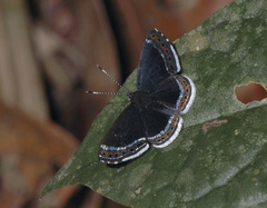 Detritivora cleonus