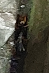 Gryllotalpa orientalis