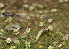 Wadi Racer photo 5