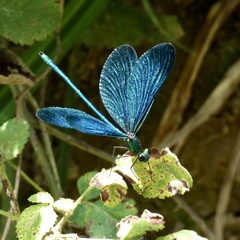 Calopteryx virgo