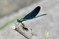 Calopteryx virgo