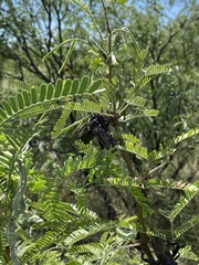 Pachylis neocalifornicus