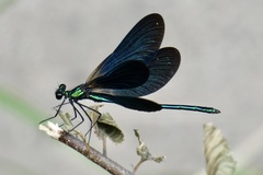 Calopteryx virgo