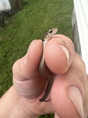 Thamnophis sirtalis