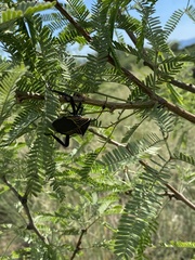 Pachylis neocalifornicus