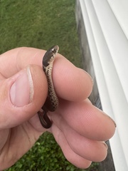 Thamnophis sirtalis