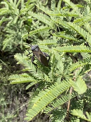 Pachylis neocalifornicus