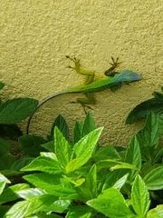 Anolis bimaculatus