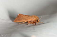 Phragmatobia fuliginosa taurica