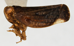 Colpoptera nana