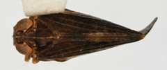 Colpoptera nana