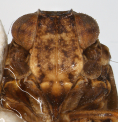 Colpoptera nana