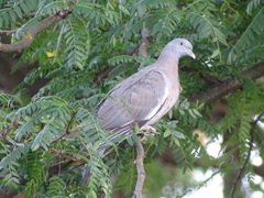 Columba palumbus