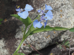 Commelina eckloniana