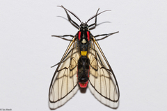 Argyroeides braco