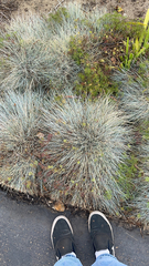 Aciphylla squarrosa