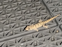 Mediodactylus danilewskii