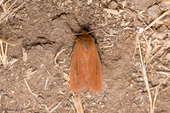 Phragmatobia fuliginosa taurica