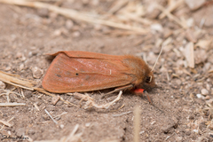 Phragmatobia fuliginosa taurica