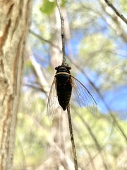 Diceroprocta apache