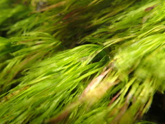 Erigeron heteromorphus