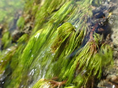 Erigeron heteromorphus