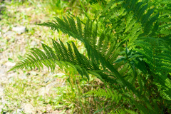 Oreopteris limbosperma