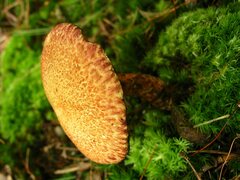 Aureoboletus russellii