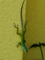 Anolis bimaculatus