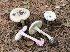 Amanita mutabilis