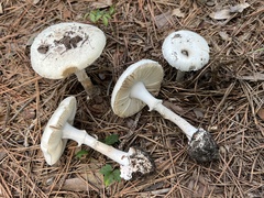 Amanita mutabilis