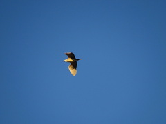 Nycticorax nycticorax