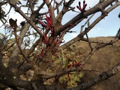 Tapinanthus rubromarginatus