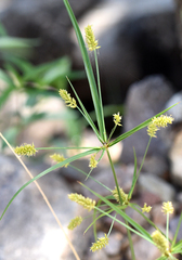 Cyperus dipsaceus