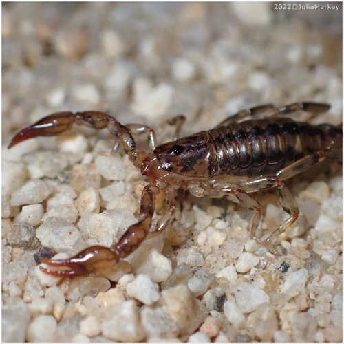 Superstition Mountains Scorpion