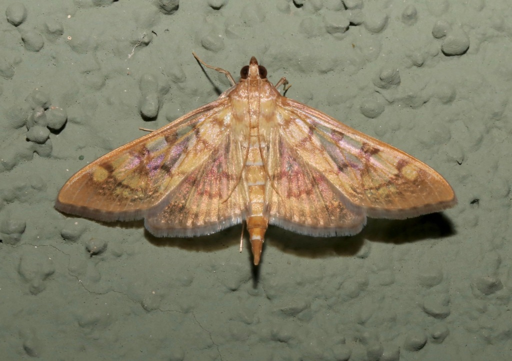 Brown-shaded Mimorista