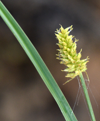 Cyperus dipsaceus