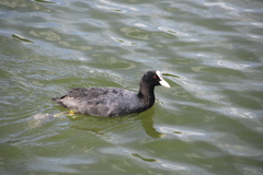 Fulica atra