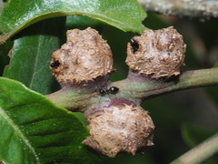 Crematogaster peringueyi