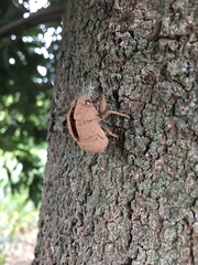 Platypleura kaempferi